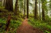 redwoods.jpg